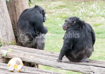 Two mountain gorillas