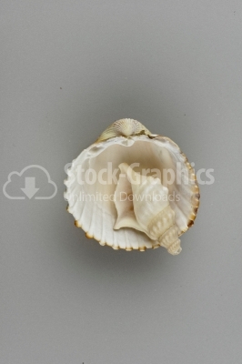 Two Scallop Seashells