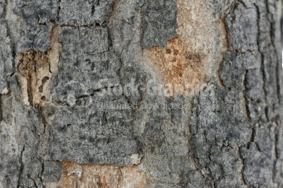 Un focused tree bark texture