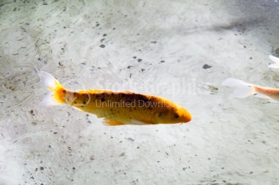 Underwater black Spotted Puffer fish 