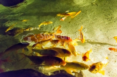 Underwater living creatures swimming