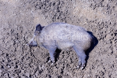 Very big wild pig is lying on the ground.
