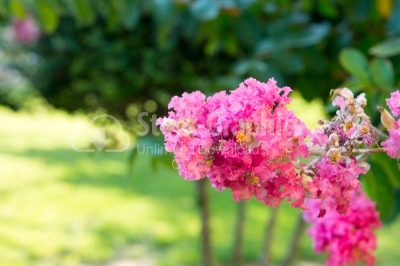 Vibrant-Coloured Astilbe Flowers in garden
