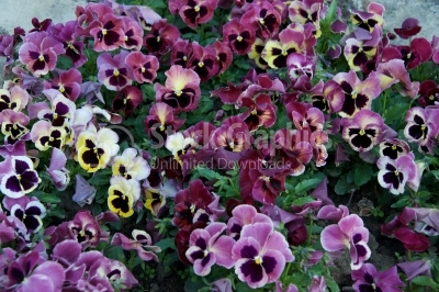 Violet pansies (viola tricolor).
