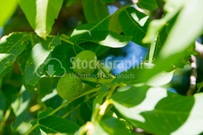 Walnut fruits in the tree