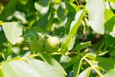 Walnut tree with unripe fruits