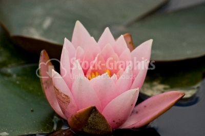 Water Lily - Stock Image