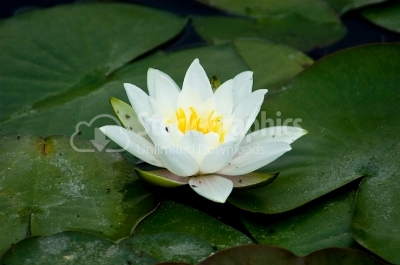 Water white lily - Stock Image