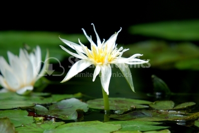 Water white lily - Stock Image
