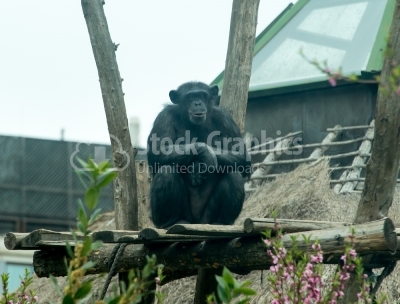 Western lowland gorilla