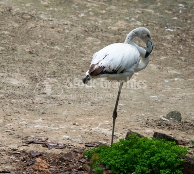 White Flamingo