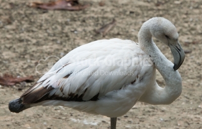 White flamingo close shoot