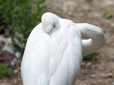 White Flamingo Hidding