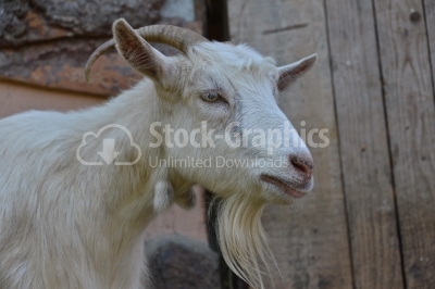 White goat close-up