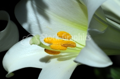 White lilies in a garden - Stock Image
