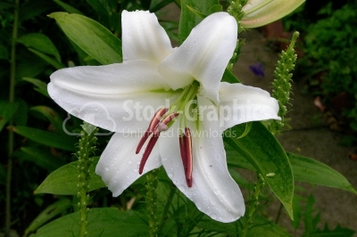 White lily - Stock Image