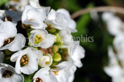White small flowers