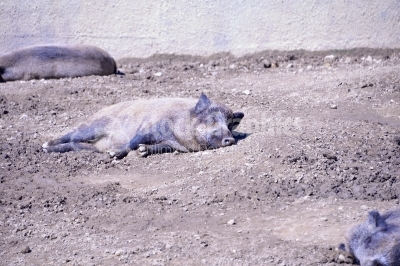 Wild pig sleeping in a brigh sunny day