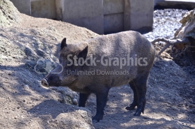 Wilde pig close to camera in muddy wood-landscape.