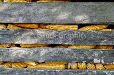 Wood Background with corn