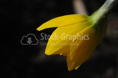 Yellow crocus - Stock Image