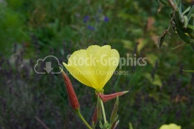 Yellow flower side view