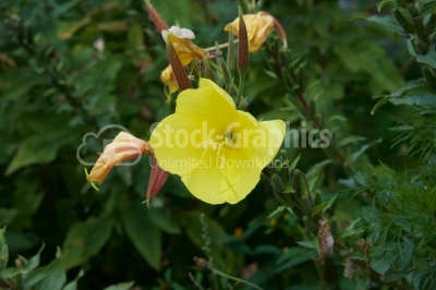 Yellow flower top view