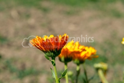 Yellow flowerbed