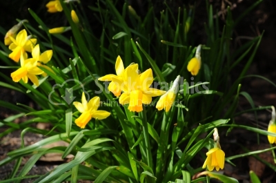 Yellow spring narcissus - Stock Image