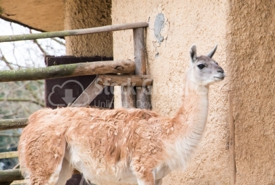 Young lama