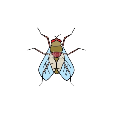 Drawing of vector housefly illustrations