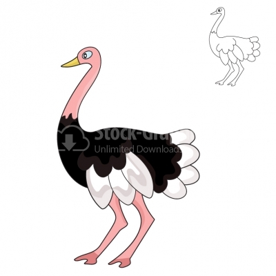 Ostrich - Illustration