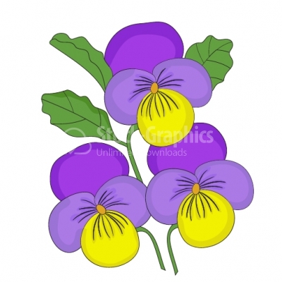 Pansy flowers 